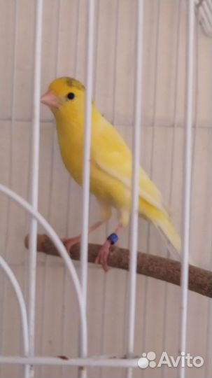 Канарейки, Самец и самка