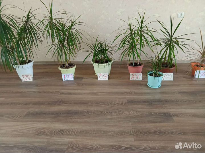 Пальма драцена