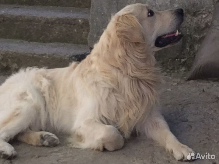 Вязка. Кобель породы золотистый ретривер ищет подр