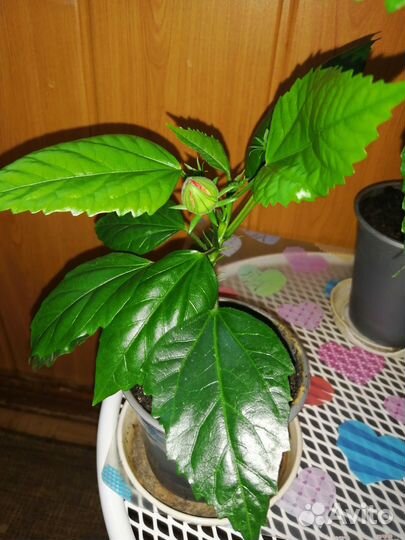 Гибискус, красный, полный, махровый