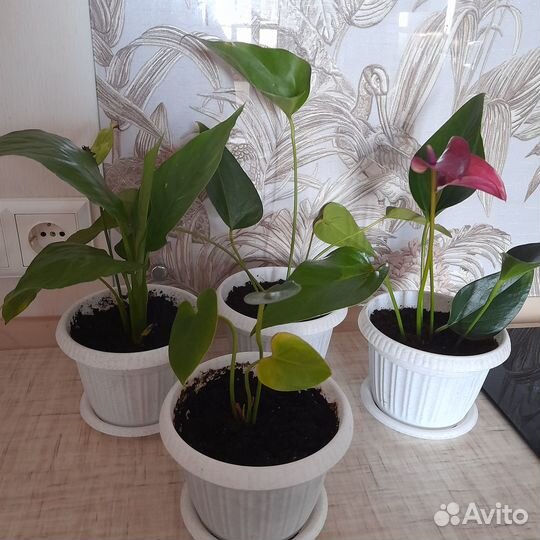 Женское счастье и Мужское счастье