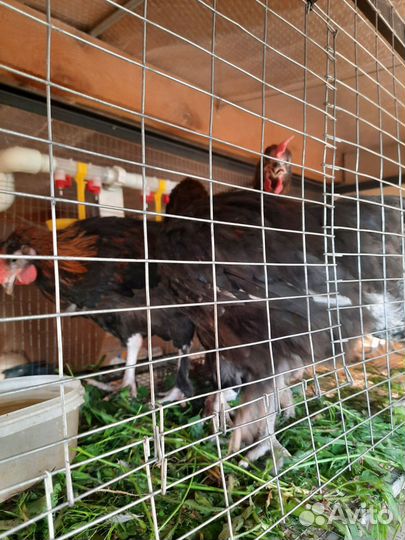 Петухи красавцы