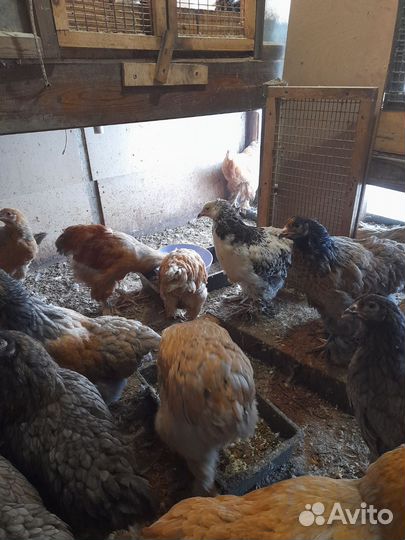Цыплята пароды Брама,Цыплята мясо яичных пород