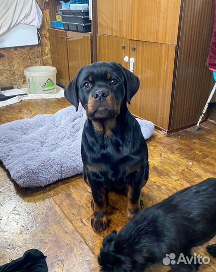 Щенок ротвейлера, девочка, 4 месяца