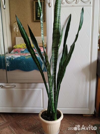 Сансевиерия