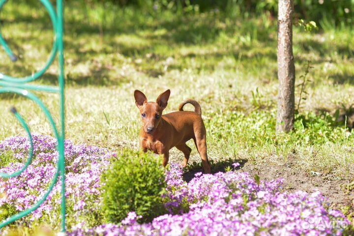 Щенки цвергпинчера