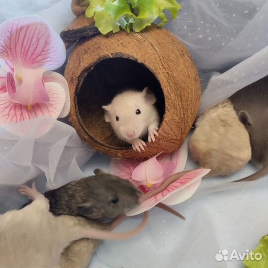 Крыса.милые крысята Дамбо. кудряшки.клетки