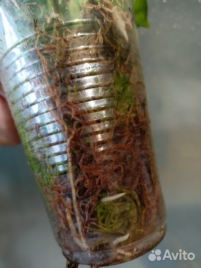 Эпипремнум глобал грин