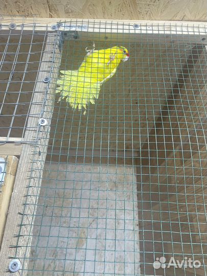 Попугай корелла птенец