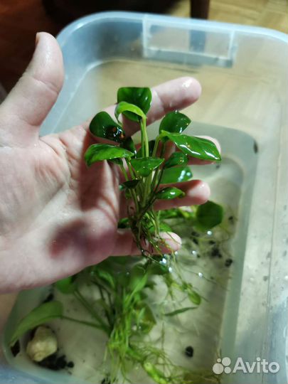 Анубиас бонсай