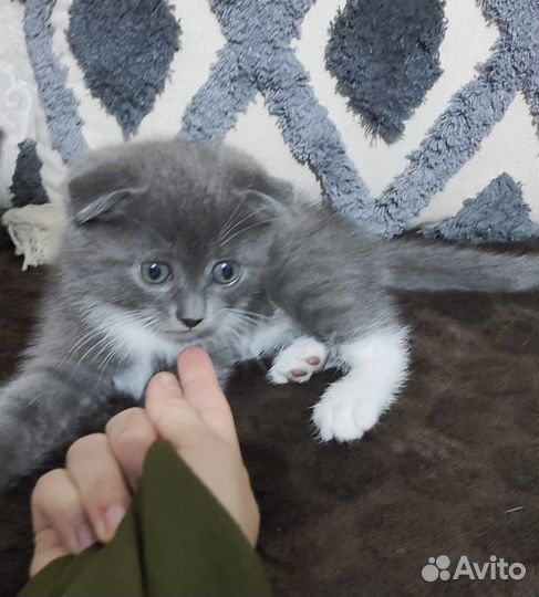 Отдаю в добрые руки котенка (девочка)