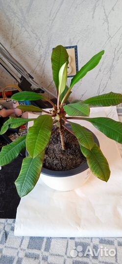 Комнатные цветы