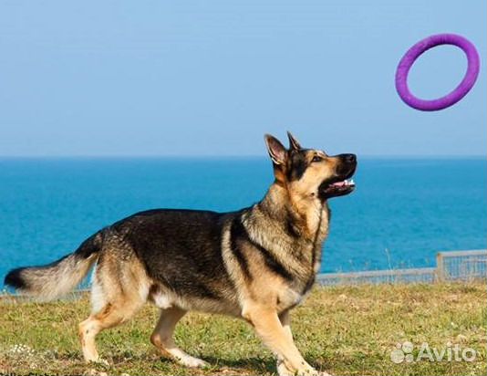 Вязка с кобелём вео