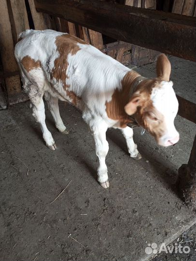 Коровы с телятами. Бычки