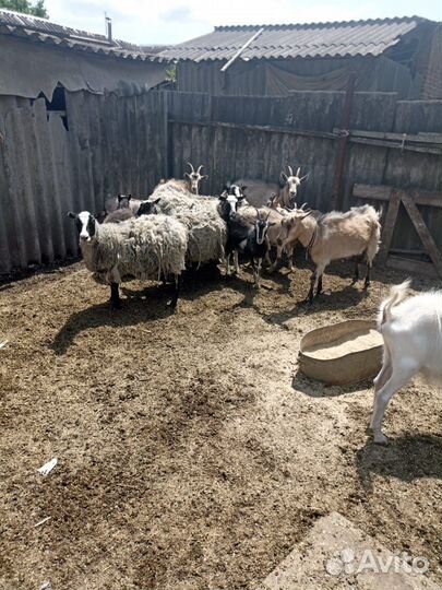 Продаю баранов и коз