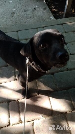 Собака. Пёс