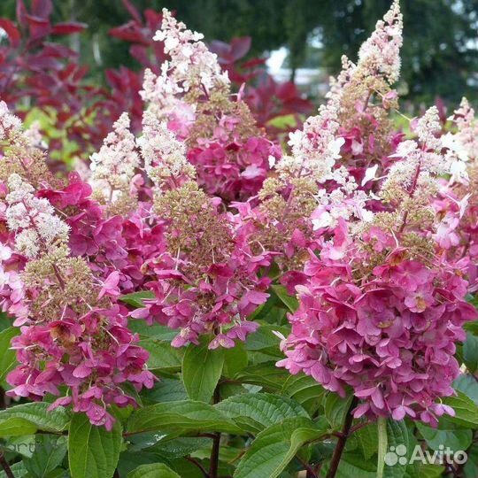 Гортензия метельчатая