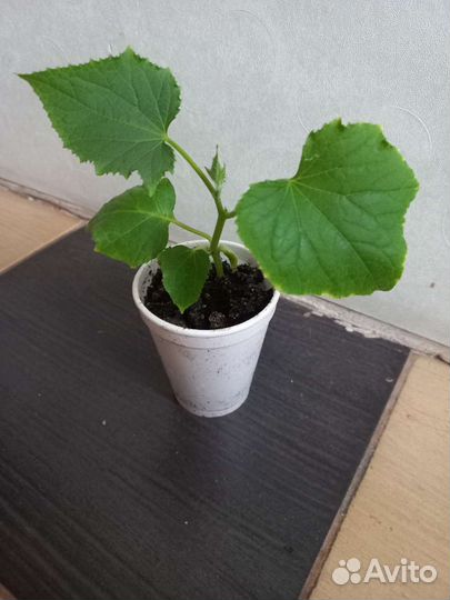 Рассада помидор и огурцов