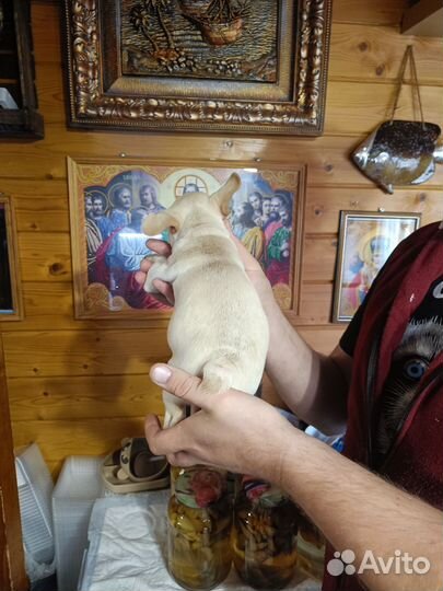 Французский бульдог щенки с документами