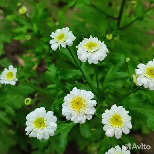 Цветы садовые