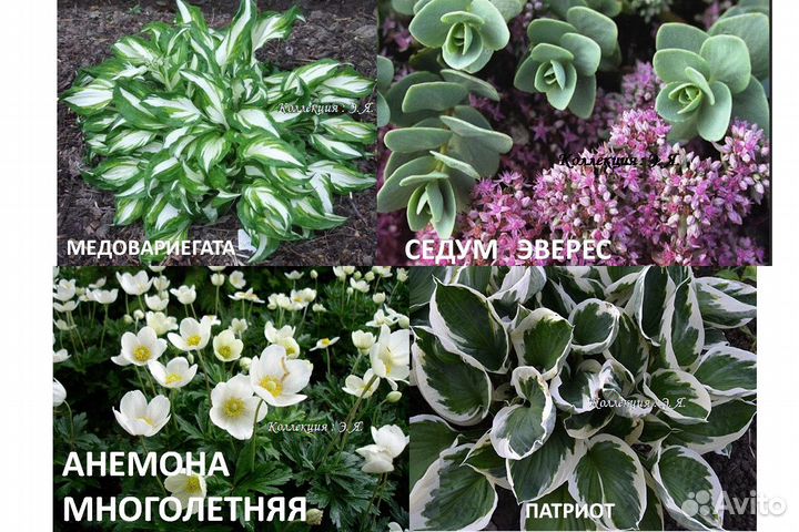 Почвопокровные Многолетники Хосты (Часть 1) Почтой