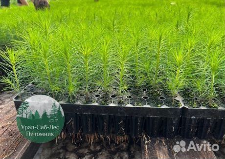 Зкс Сосна сеянцы Ели Лиственницы окс Голуб Горная