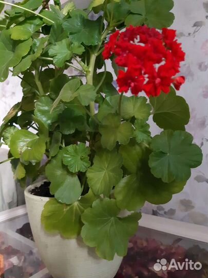 Пеларгония герань сортовая