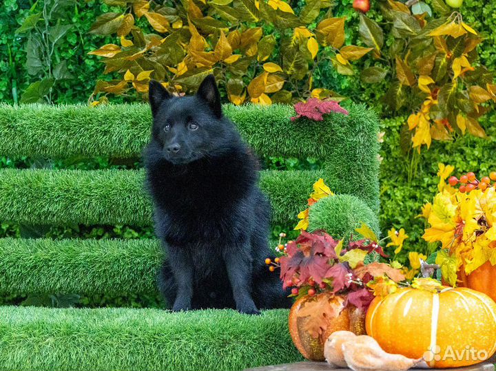 Схипперке / вязка