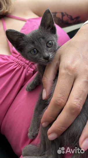 Котенок в добрые руки