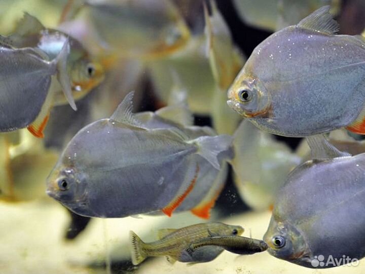 Метиннис обыкновенный (Metynnis hypsauchen)