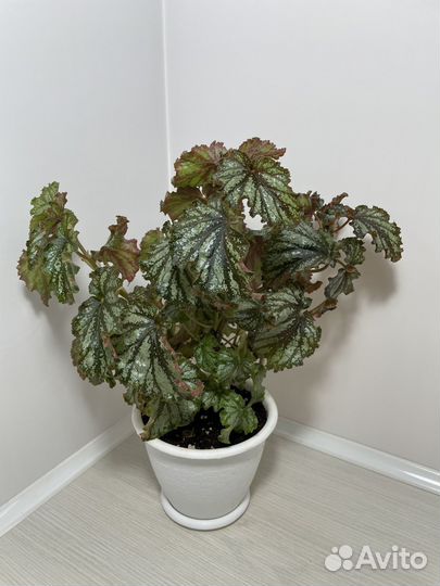 Бегонии кейн (тросниковые)