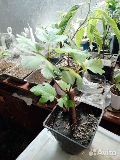 Инжир Брунсквик