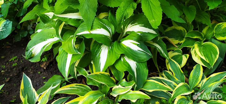 Хосты многолетние