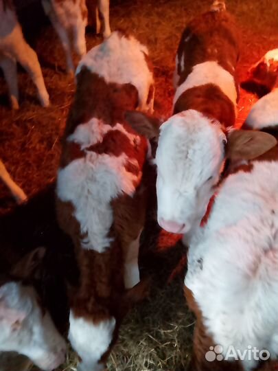 Продам Бычков. Семинталы. 15-17 дней