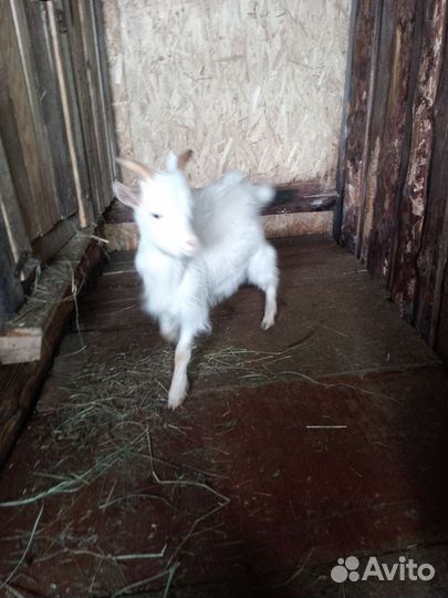 Козлик 3 мес ест всё