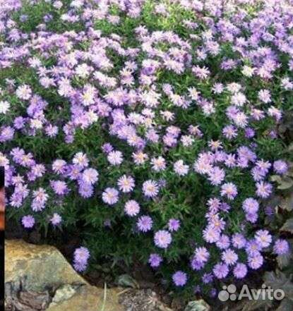 Сентябринка,пионы