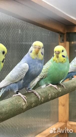 Волнистый попугай Радужного окраса