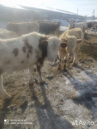 Продам телят