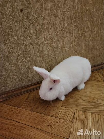 Кролик в добрые руки