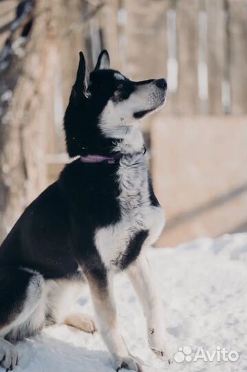 Джесс ищет дом