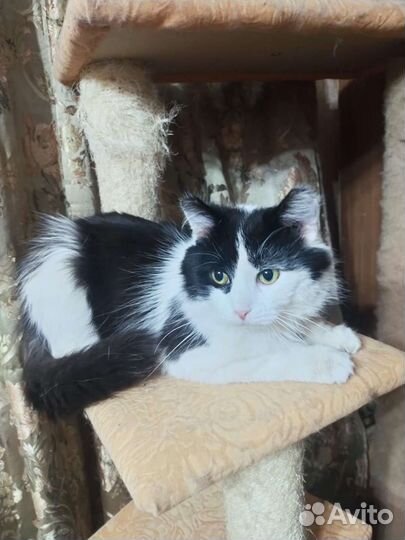 Кот в добрые руки