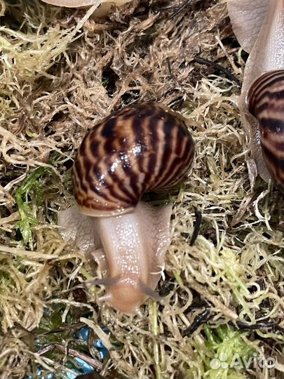 Улитята ахатины бесплатно