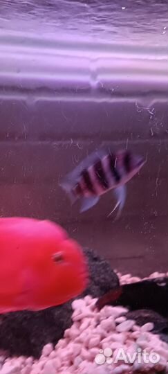 Готовый аквариум с рыбками