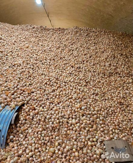 Продам лук оптом