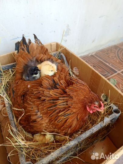 Курица с цыплятами