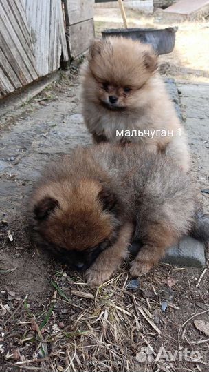 Померанский шпиц