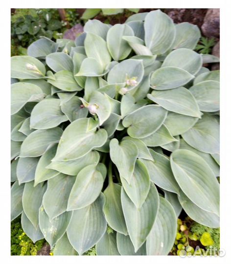 Хосты и гейхеры