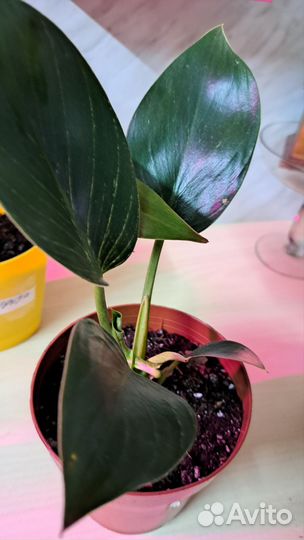 Комнатные растения цветы