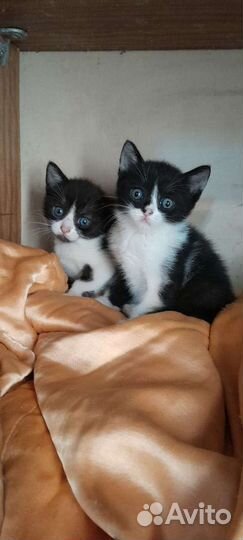 Кошка в дар бесплатно