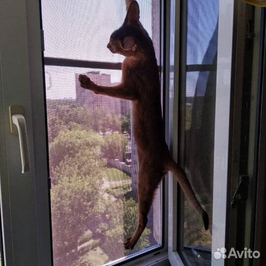 Москитная сетка антикошка